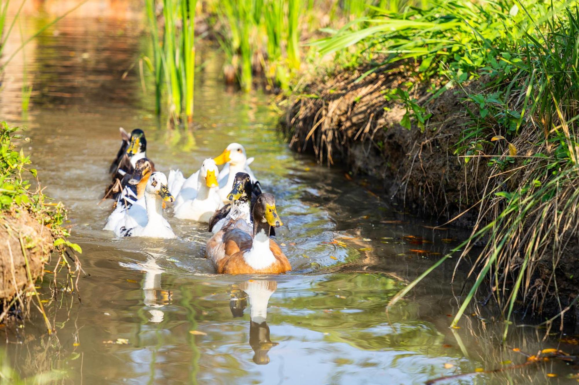 Hungili Farm & Eco Resort Maho Ngoại thất bức ảnh